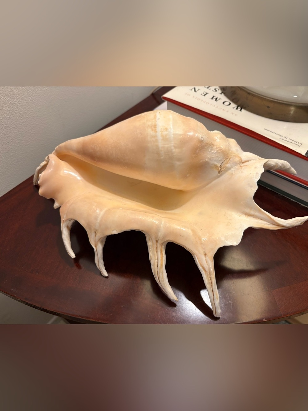 12x8 Huge Spider Conch Shell
